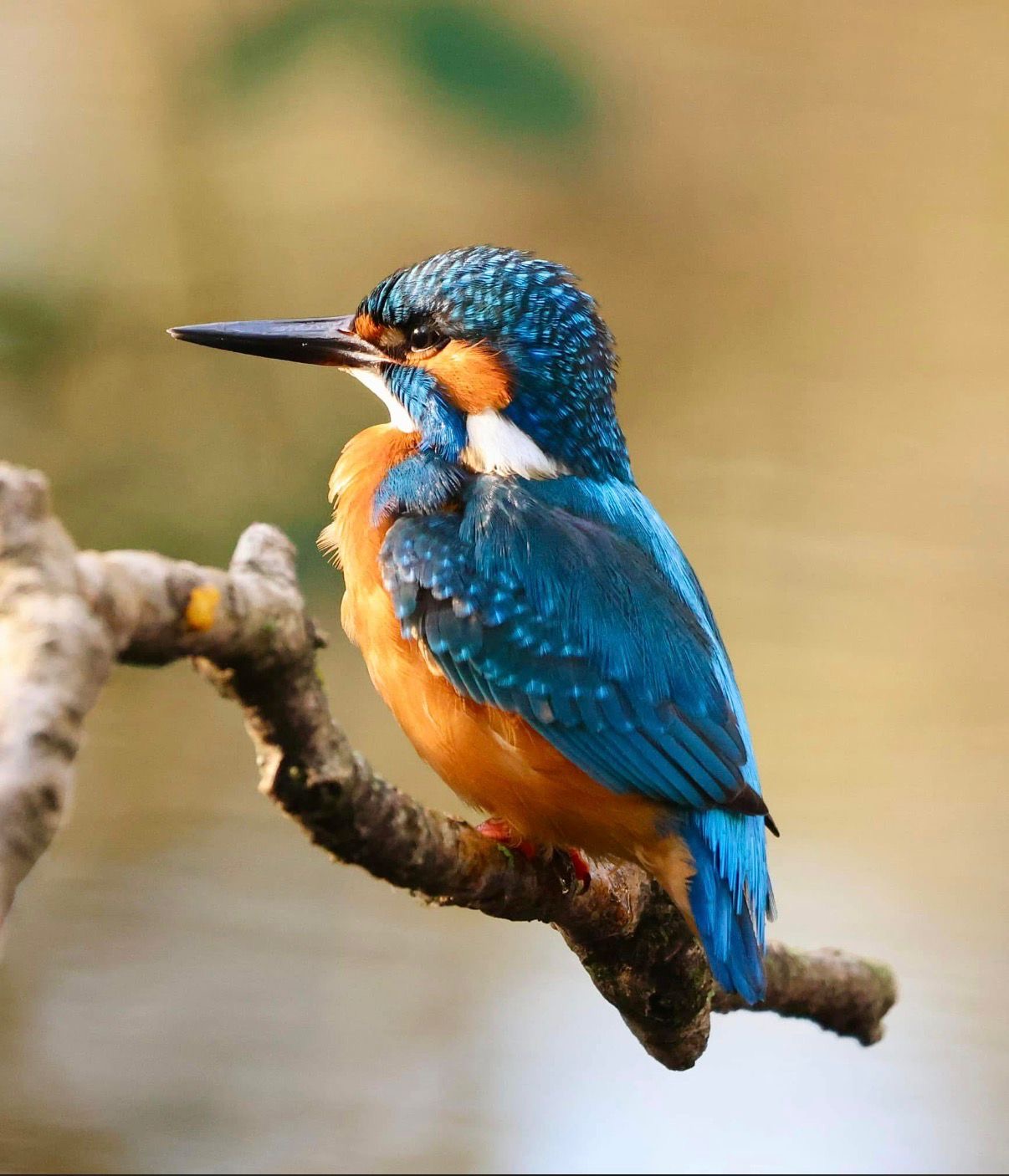 IJsvogel gefotografeerd door Hans Hooffies