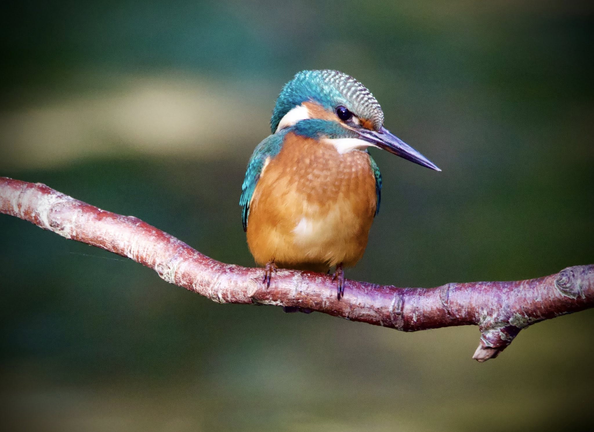 Rustmoment ijsvogel - Hans Hooffies